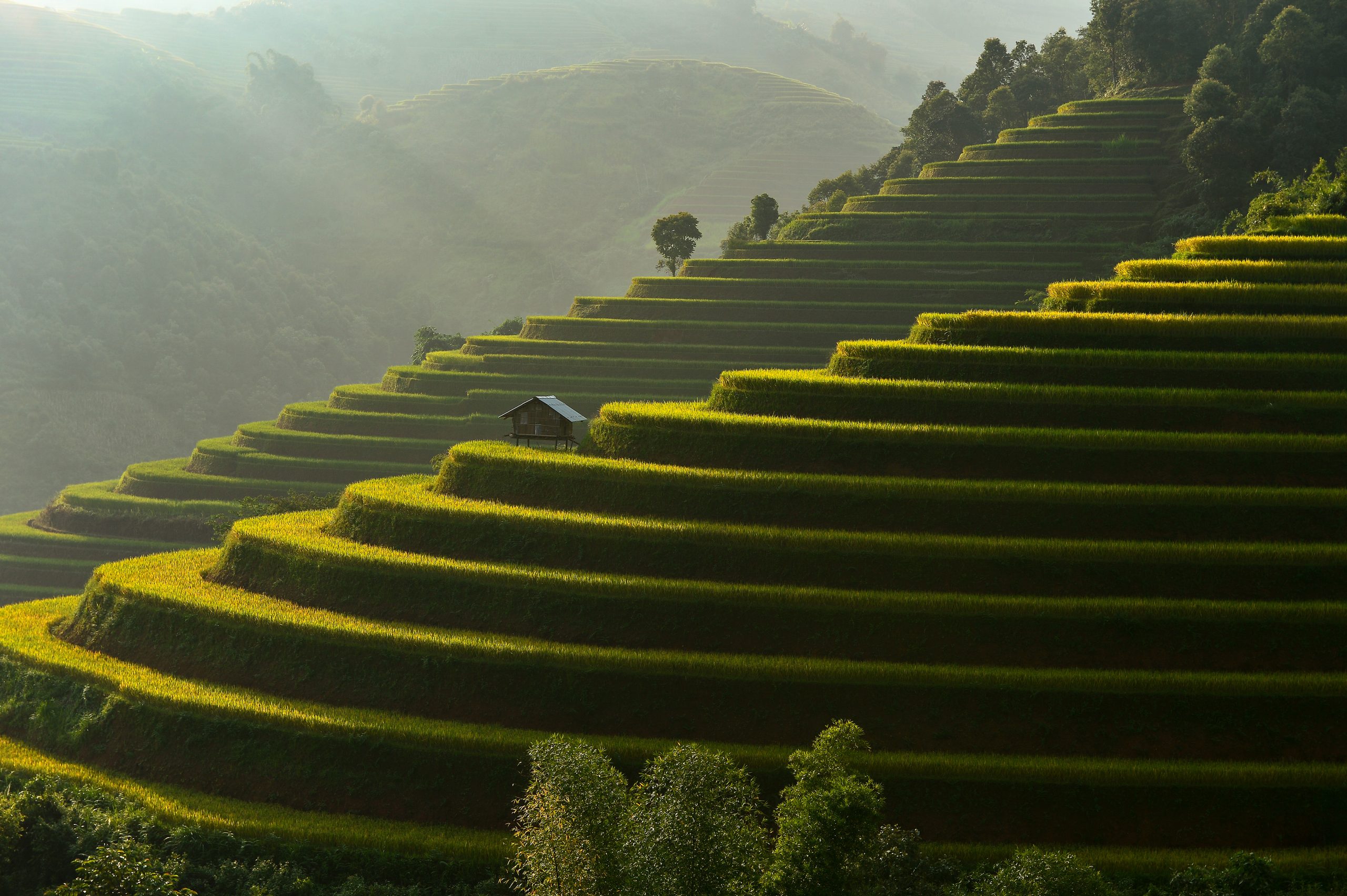 Terrace rice field of Mu Cang Chai on during sunrise, sunrise effact, Vietnam